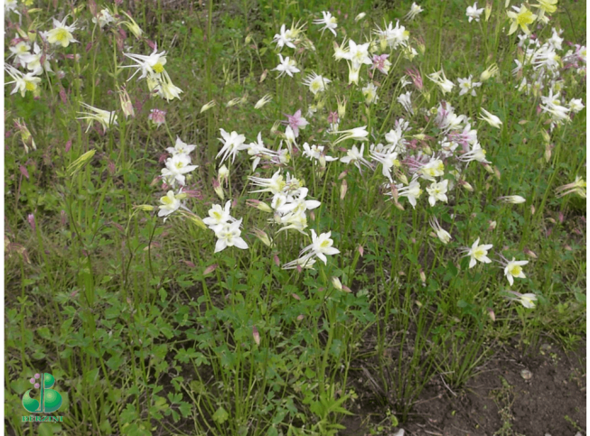 Aquilegia vulgaris